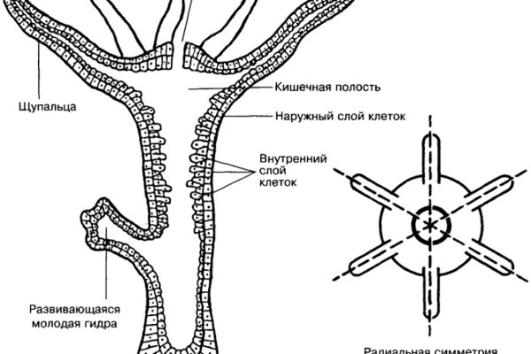 Кракен омг мега