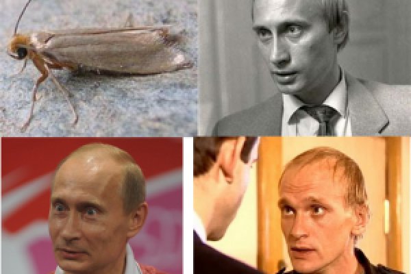 Кракен маркет тор