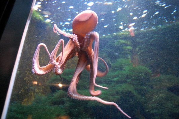 Kraken рабочий